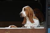 BASSET HOUND 045